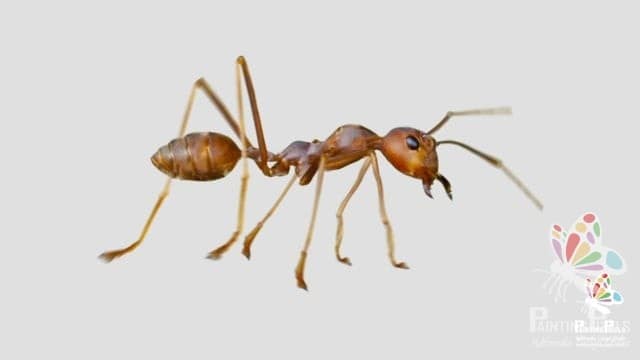 Photorealistic Animation of Insects